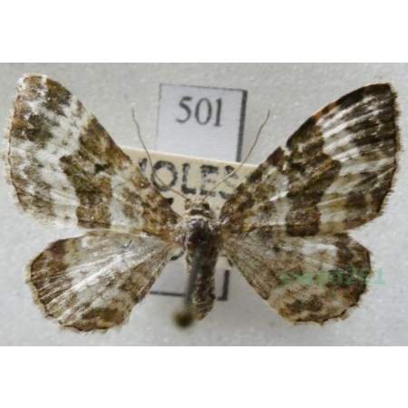 Epirrhoe alternata (Müller, 1764) Paśnik zmiennik Czech50l